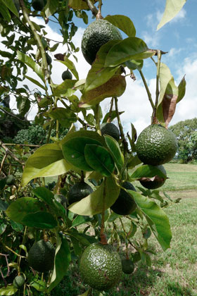 aguacate trombos nota