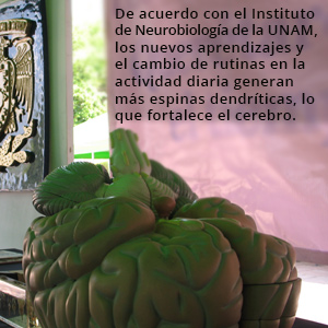 cerebro recuadro1 613