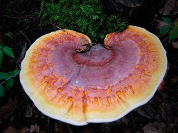 hongo ganoderma web