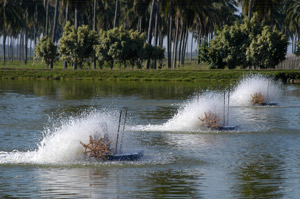 produccion de camaron en agua dulce