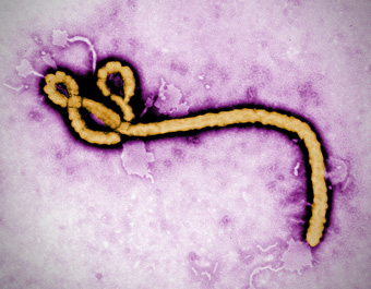 virus ebola Frederick A Murphy