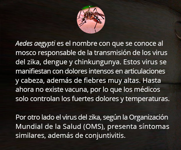 Aedes aegypti recuadro