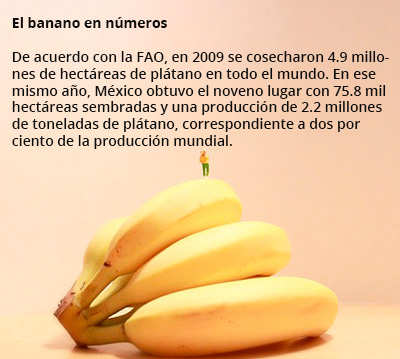 platano-rec2-6217.jpg