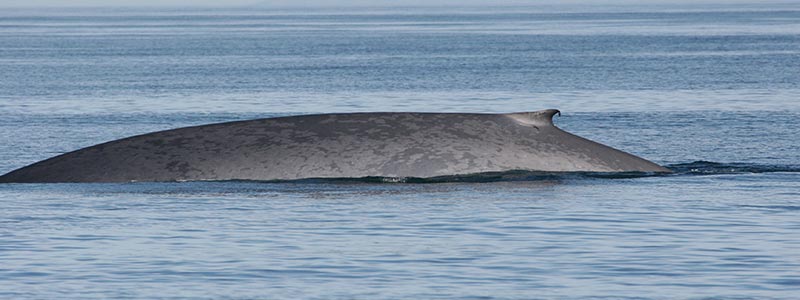 800x300 ballena azul 16 3