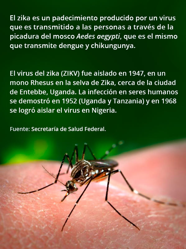 Aedes aegypti 16