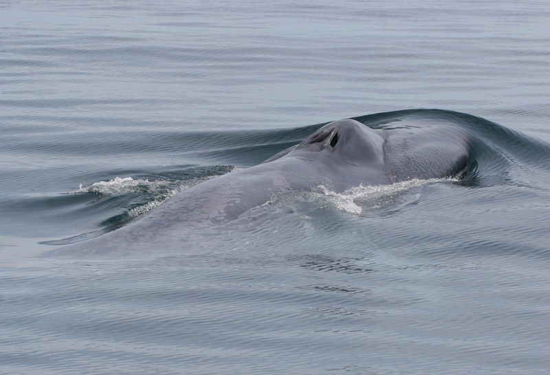 Cabeza ballena azul