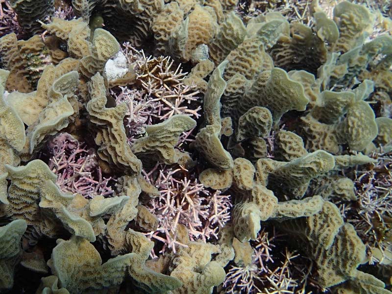 El alga coralina Amphiroa tribulus en su habitat natural dentro de una colonia del coral lechuga Agaricia