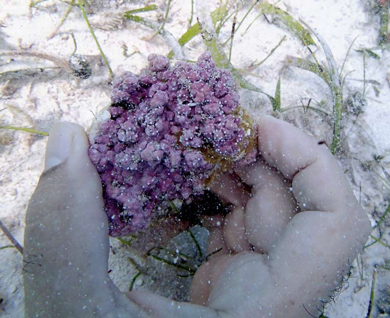  Rodolito de la laguna arrecifal de Puerto Morelos en su habitat natura dentro de la pradera submarina de Thalassia testudinum