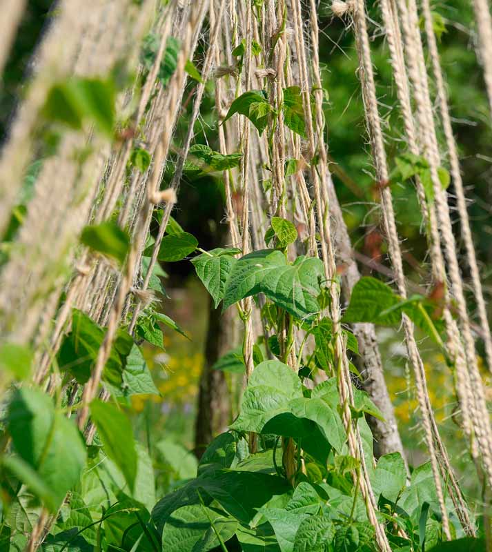 sustancias biocontrol