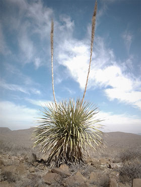 estudios sotol cromosomas01