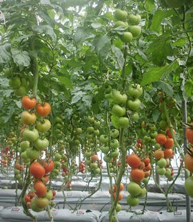 mejoramiento genetico zonas aridas coahuila