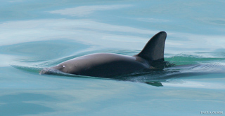 vaquita marina paula olson