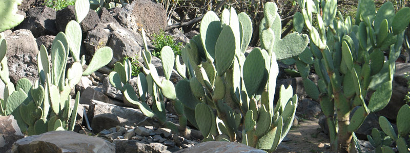 1 HEAD nopal1601