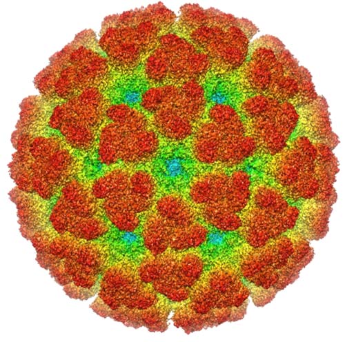 virus 1