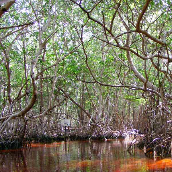 yuc manglar 02