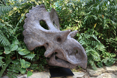 Yehuecauhceratops-mudei-(1).jpg