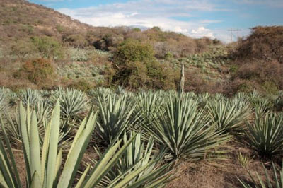 Agave angustifolia espadin web