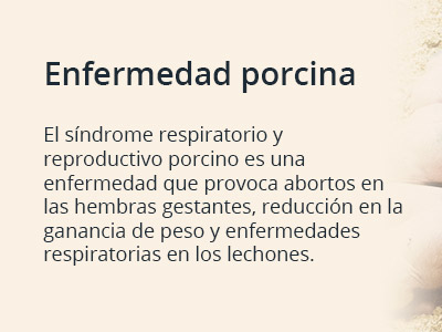 enfermedad porcina info01