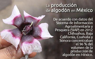 algodon recuadro 01