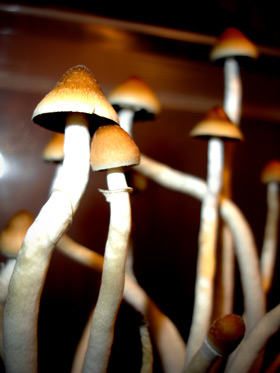 psylocybe cubensis01