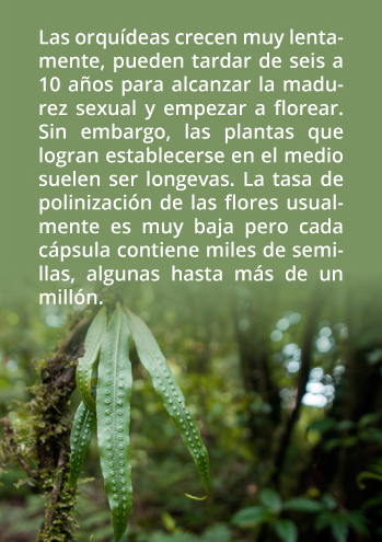 recuadro crecimiento orquideas web02