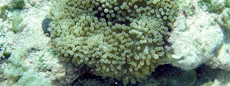 anemonas head62