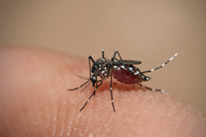 mosquito chikungunya