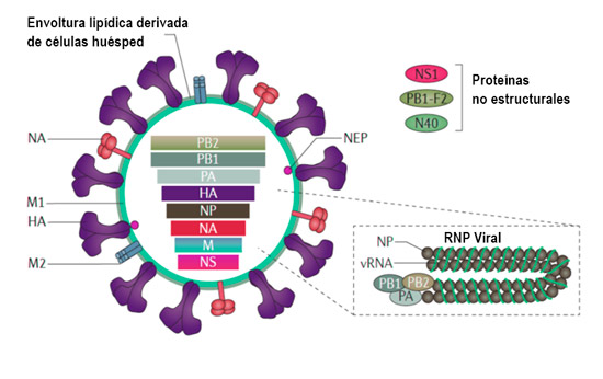 virus influenza01