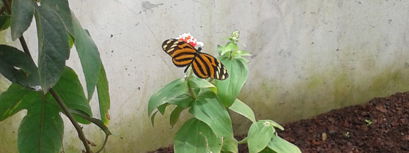 mariposario inecol 12