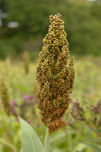 sorghum usda bob nichols