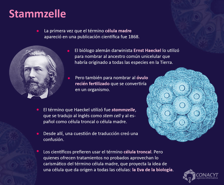 haeckel iinfografia b