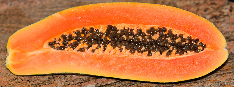 800x300 papaya 16 3