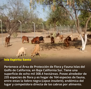 cabras0416 3