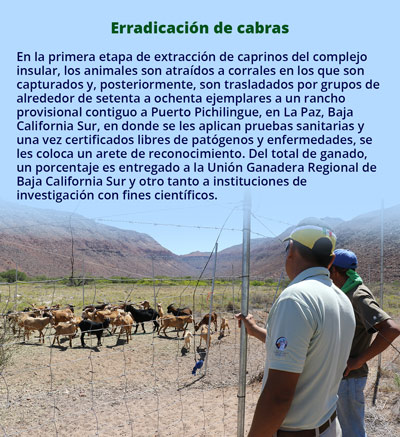 cabras0416